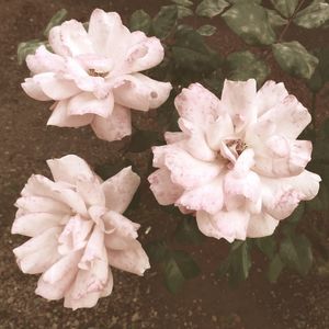 Close-up of pink flowers blooming outdoors