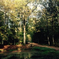 Trees in forest