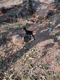 Dog on field