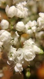 Close-up of flowers blooming outdoors