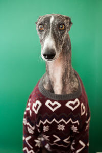 Close-up portrait of a dog over green background