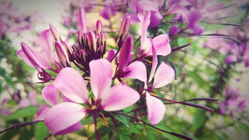 Close-up of pink flowers