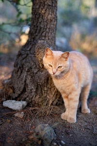 Cat lying on tree trunk