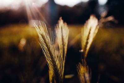 Close-up of wheat growing on field