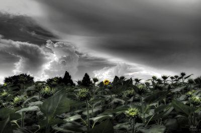 Panoramic view of trees against storm clouds
