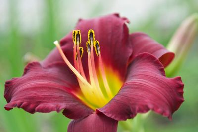 Close-up of pink flower