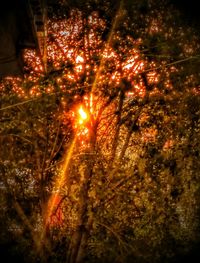 View of trees at night