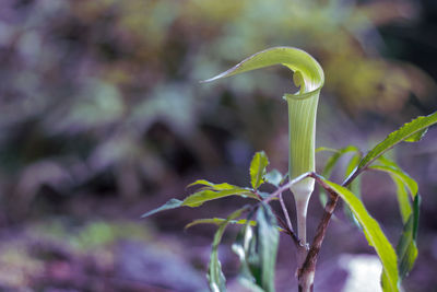 Close-up of fresh green plant