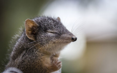 Close-up of an antechinus praying