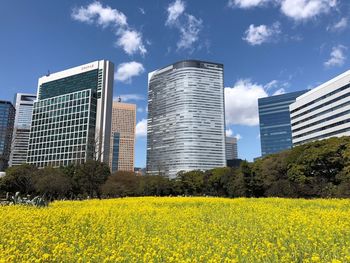 Yellow flowers on field by buildings against sky