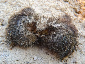 Close-up of starfish on sand