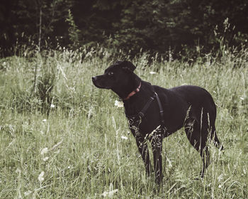 Black dog on grassy field