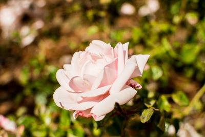 Close-up of pink rose