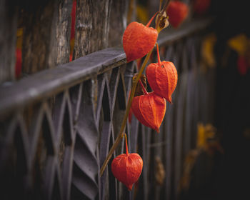 Close-up of red berries growing on plant against wall 