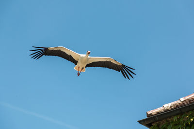 Low angle view of seagull flying in sky