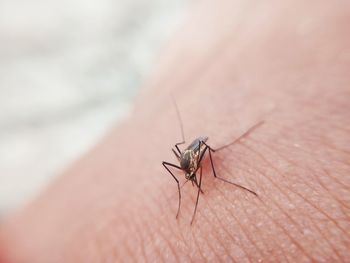 Close-up of insect on hand