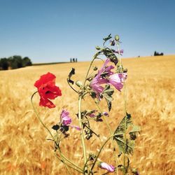 Flowers blooming in field