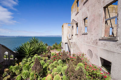 Plants by building and sea against sky