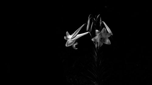 Close-up of white rose against black background