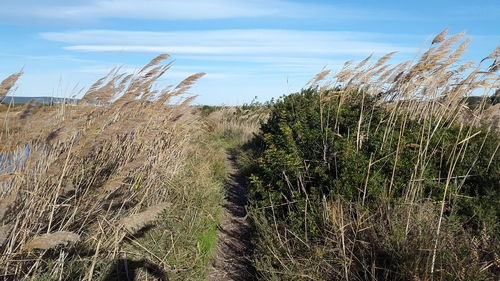 Plants growing on field against sky