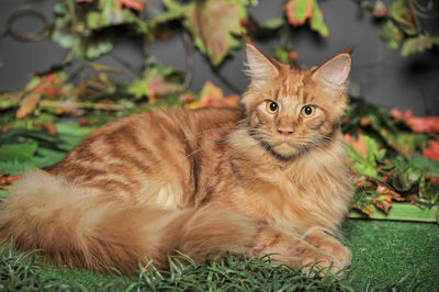 Portrait of cat sitting on grass