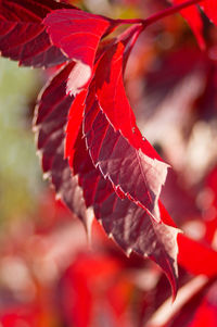 Close-up of leaves