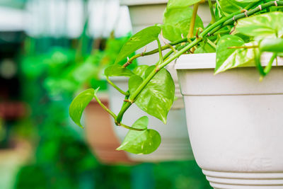 Close-up of potted plant