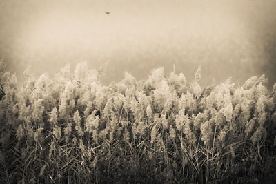 Close up of tall grass