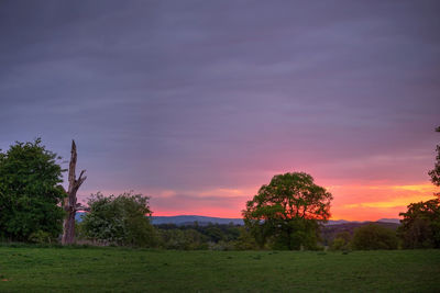 Trees on field against sky at sunset