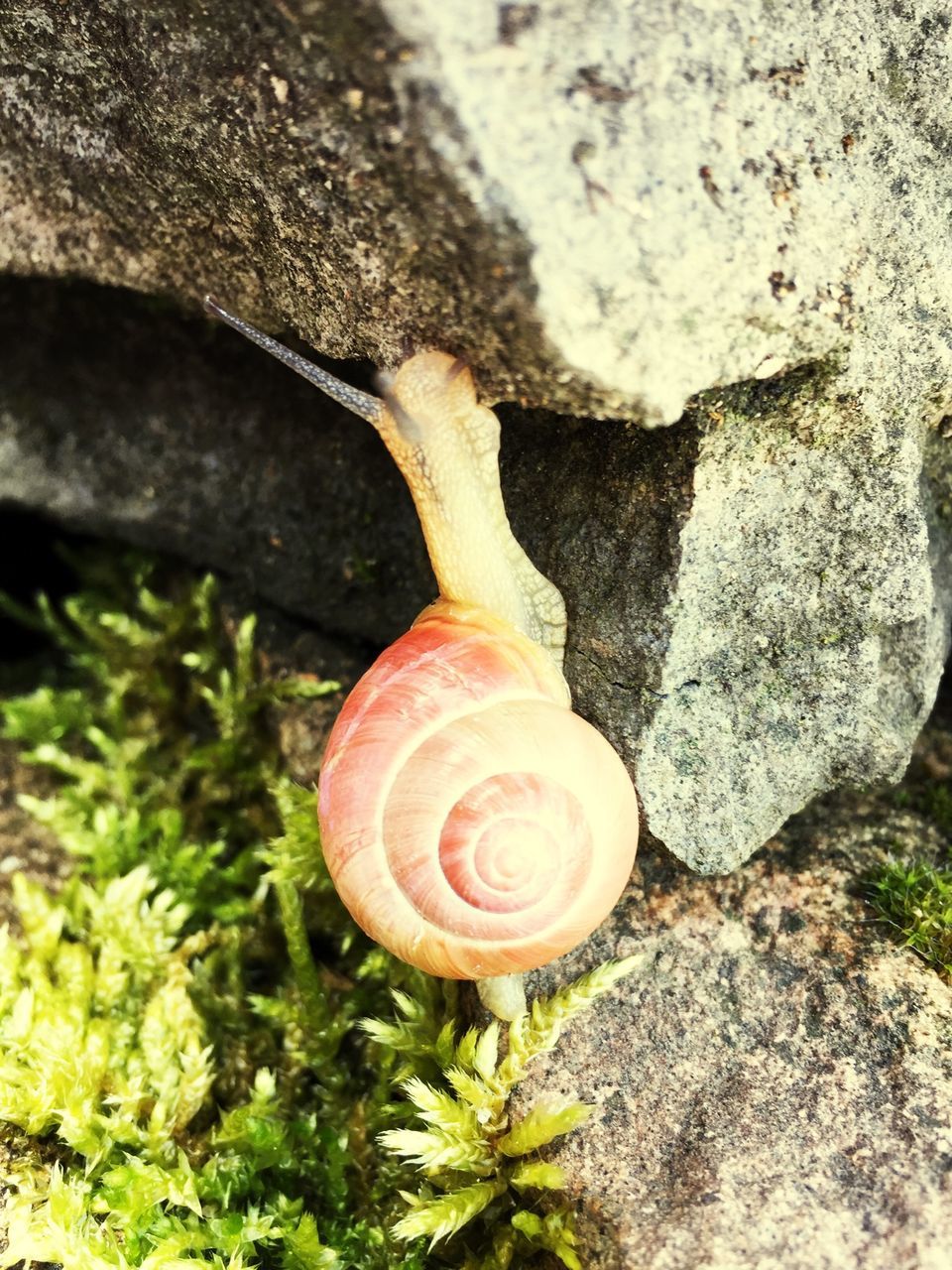 close-up, high angle view, red, plant, growth, nature, outdoors, day, freshness, flower, sunlight, fragility, pink color, rock - object, beauty in nature, field, no people, stone - object, ground, green color