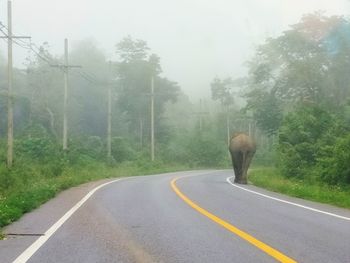 View of cat on road amidst trees