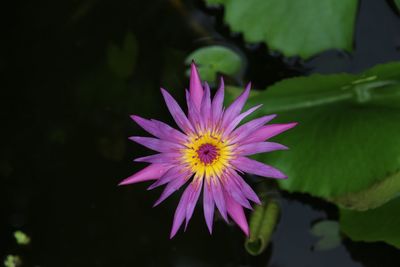 Close-up of flower blooming outdoors