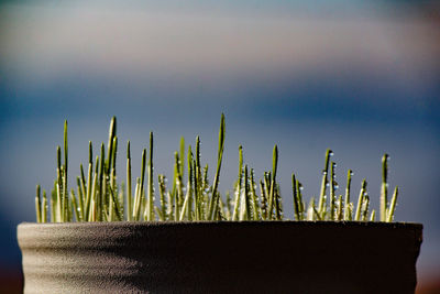 Close-up of wheat plant against sky