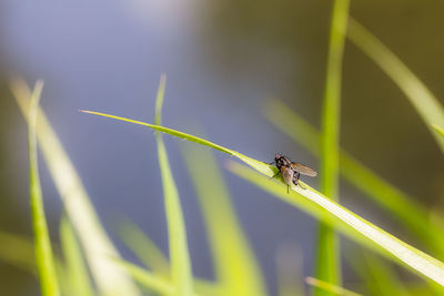 Close-up of insect on plant