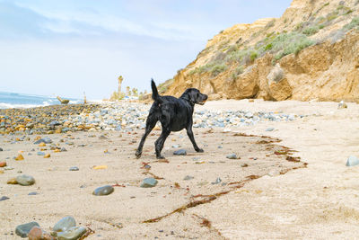 Dog at beach by mountain against sky