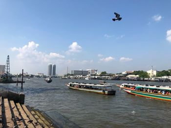 Birds flying over river in city