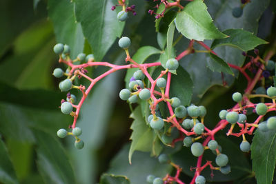 Close-up of berries growing on tree