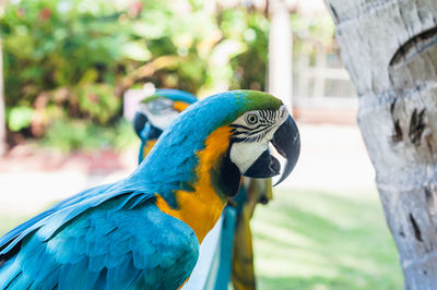 Close-up of blue parrot perching on tree