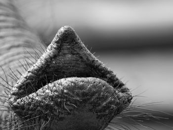 Close-up of a lizard