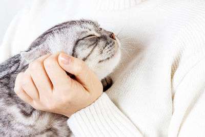 Happy kitten likes being stroked by woman's hand. the british shorthair. scottish kitten