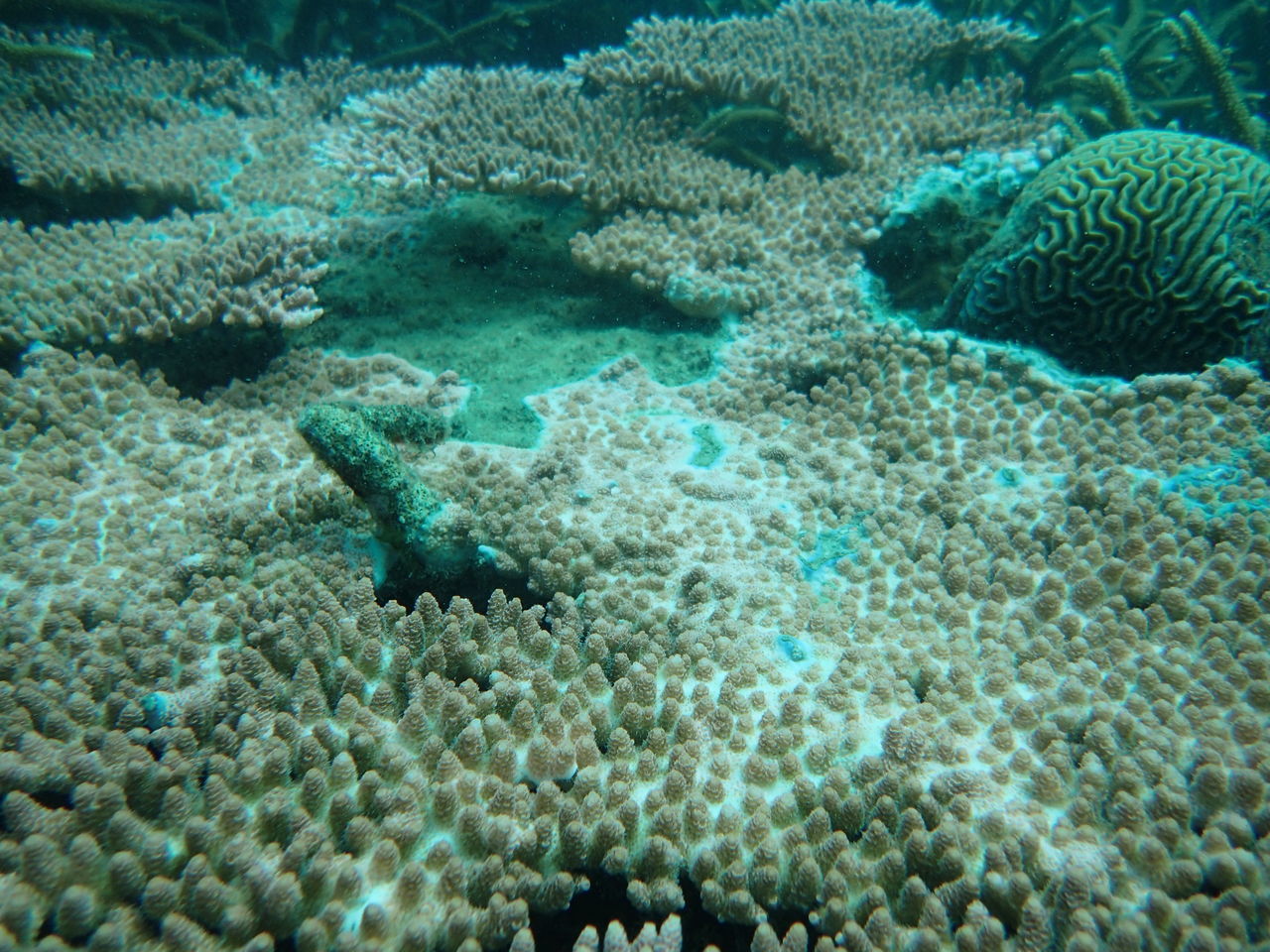 VIEW OF FISH SWIMMING IN SEA