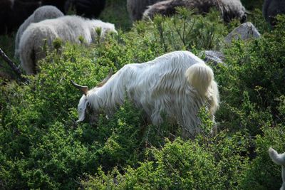 White horse in a field
