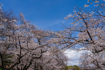 Low angle view of cherry blossom against blue sky