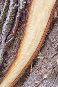 Close-up view of leaf