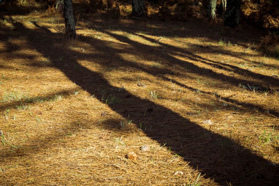 Shadow of tree on field