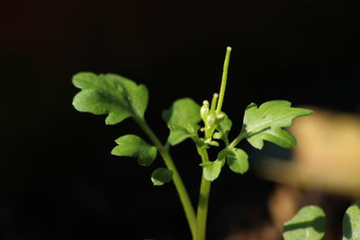 Close-up of wet plant against black background