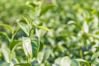 Close-up of green plant