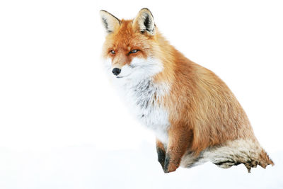 Red fox looking away while sitting on snow covered field