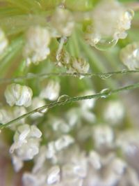 Close-up of white flowers