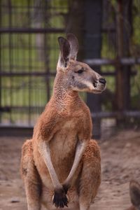 Deer standing in a zoo